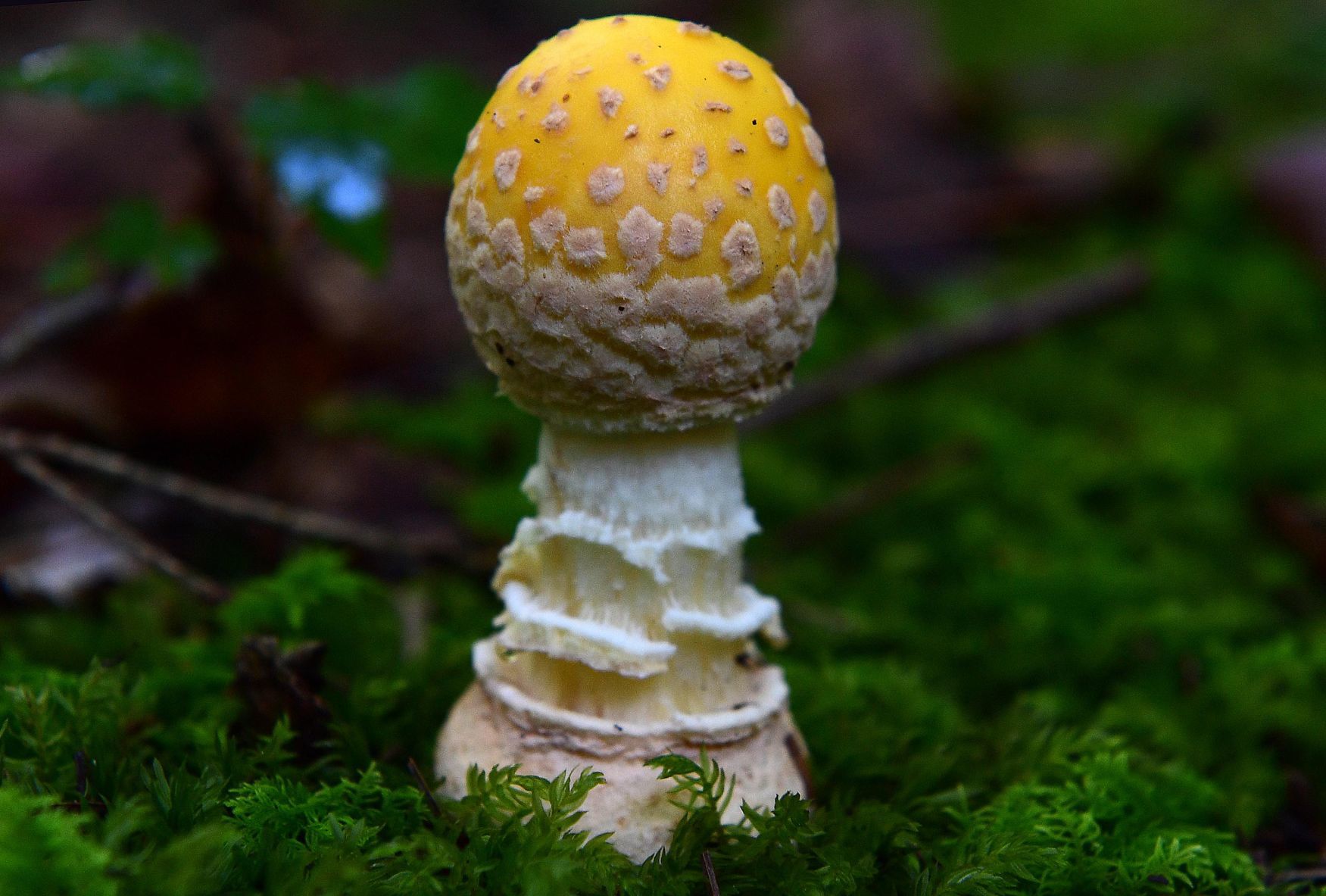 Pennsylvania Mushroom L.jpg